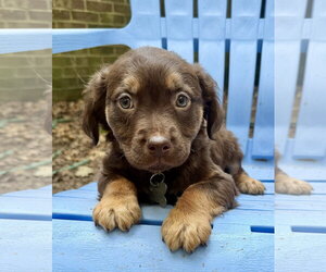 American Staffordshire Terrier-Unknown Mix Dogs for adoption in Holly Springs, NC, USA