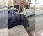Small Chihuahua Mix