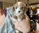 Small Photo #3 Cavapoo Puppy For Sale in COAL CITY, IN, USA
