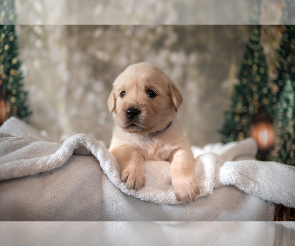 Medium Photo #1 Golden Retriever Puppy For Sale in WIMAUMA, FL, USA