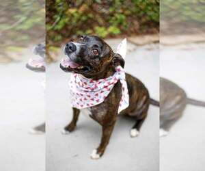 Gigi - Female Mutt Dog for Adoption - Photo #2