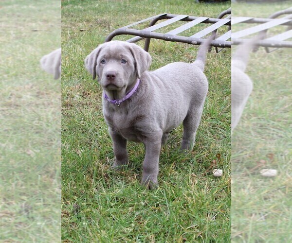 Medium Photo #5 Labrador Retriever Puppy For Sale in DEXTER, NY, USA