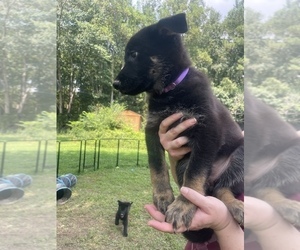 Medium German Shepherd Dog