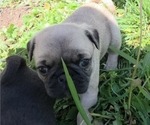Small Photo #9 Pug Puppy For Sale in HILLSDALE, MI, USA