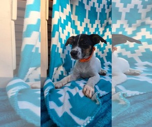 Oogie Boogie- beagle mix - Male Beagle-Unknown Mix Dog for Adoption - Photo #2