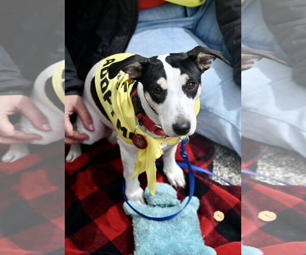 Medium Photo #4  Puppy For Sale in , 