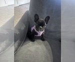 Small #6 French Bulldog