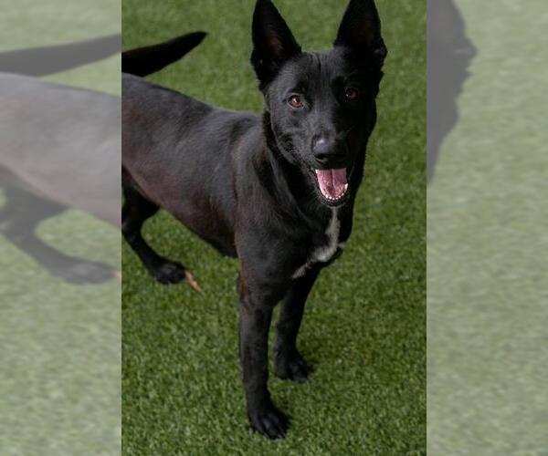 Medium Photo #2 German Shepherd Dog-Unknown Mix Puppy For Sale in Baytown, TX, USA