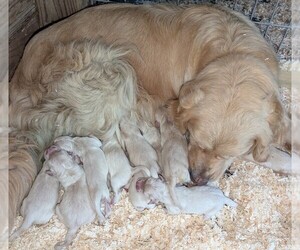 Golden Retriever Puppy for Sale in RUTLEDGE, Missouri USA