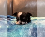 Small #4 Chihuahua