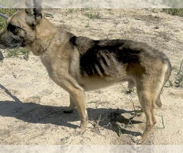 Medium Photo #1 German Shepherd Dog Puppy For Sale in Houston, TX, USA