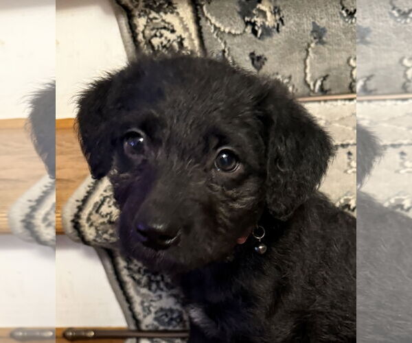 Medium Photo #1 Labradoodle Puppy For Sale in Wheaton, IL, USA