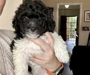 Medium Bichpoo-Poodle (Miniature) Mix