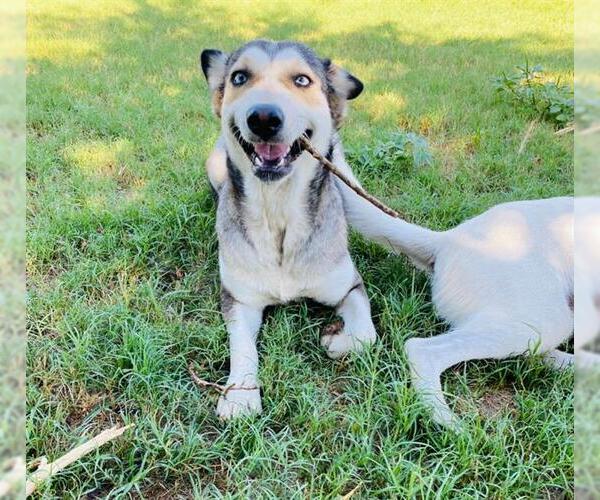 Medium Photo #1 Siberian Husky-Unknown Mix Puppy For Sale in San Antonio, TX, USA