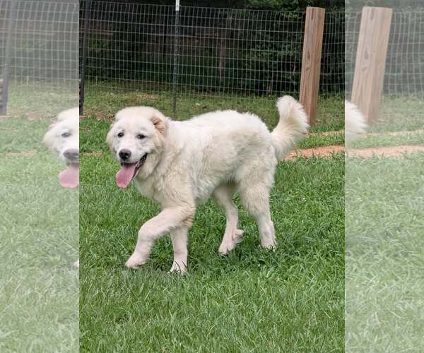 Medium Photo #3 Great Pyrenees Puppy For Sale in Greenville, SC, USA