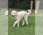 Small #2 Great Pyrenees