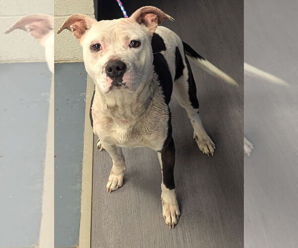 Medium Photo #4 Mutt Puppy For Sale in Evansville, IN, USA