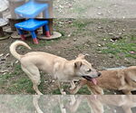 Small #2 Labrador Retriever Mix
