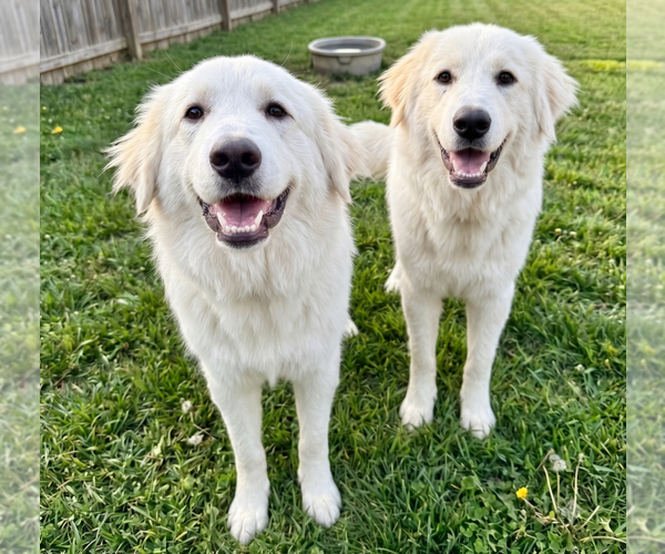 Medium Photo #1 Golden Pyrenees Puppy For Sale in Grovertown, IN, USA
