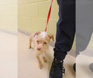 Mutt Dogs for adoption in Ogden, UT, USA