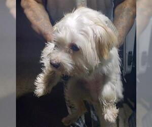 Mal-Shi Dogs for adoption in Fort Lauderdale, FL, USA