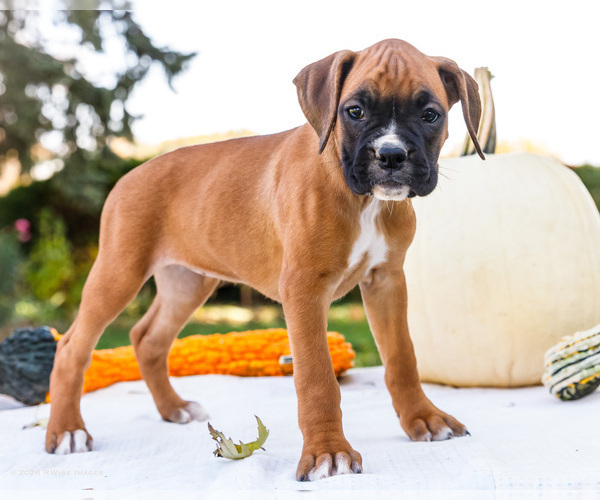 Medium Photo #5 Boxer Puppy For Sale in WAKARUSA, IN, USA