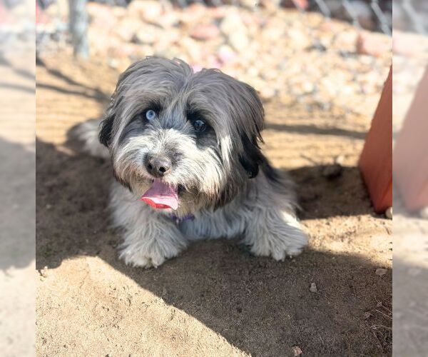 Medium Photo #1 Skye Terrier Puppy For Sale in Aurora, CO, USA