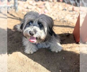 Skye Terrier Dogs for adoption in Aurora, CO, USA