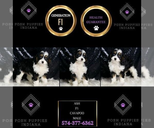 Medium Photo #3 Cavapoo Puppy For Sale in WARSAW, IN, USA