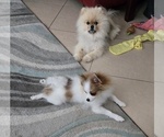 Small #6 Pomeranian
