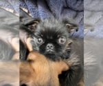 Small #1 Brussels Griffon