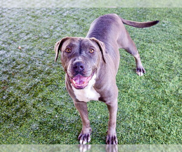 Medium Photo #4 American Pit Bull Terrier Puppy For Sale in Pasadena, CA, USA