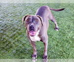 Small #3 American Pit Bull Terrier