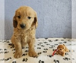 Puppy Penny Goldendoodle