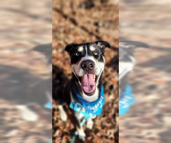 Medium Photo #3 Siberian Husky-Unknown Mix Puppy For Sale in Peoria, IL, USA