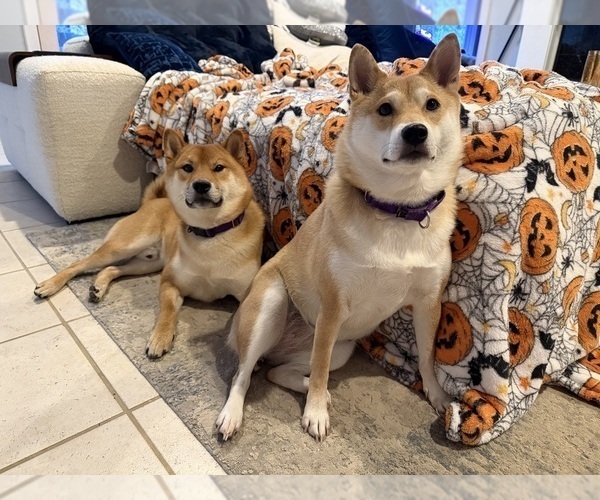 Medium Photo #11 Shiba Inu Puppy For Sale in ZIONSVILLE, IN, USA