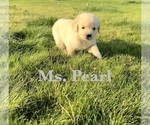Puppy Pearl English Cream Golden Retriever
