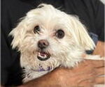 Small #1 Maltese Mix