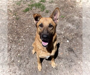 German Shepherd Dog-Unknown Mix Dogs for adoption in Hilton Head, SC, USA