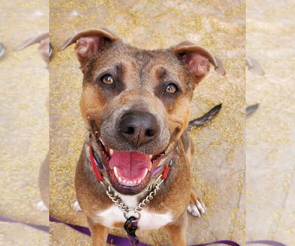 Medium Photo #4 American Pit Bull Terrier-Unknown Mix Puppy For Sale in phoenix, AZ, USA