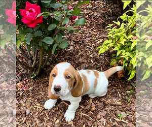 Basset Hound Litter for sale in GATLINBURG, TN, USA