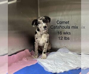 Catahoula Leopard Dog-Unknown Mix Dogs for adoption in pomfret, CT, USA