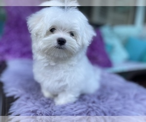Maltese Puppy for sale in HONOLULU, HI, USA