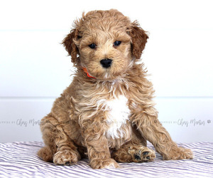 Goldendoodle (Miniature) Puppy for sale in SINKING SPG, PA, USA