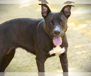 American Staffordshire Terrier Dogs for adoption in Tallahassee, FL, USA