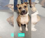 Small #2 American Staffordshire Terrier