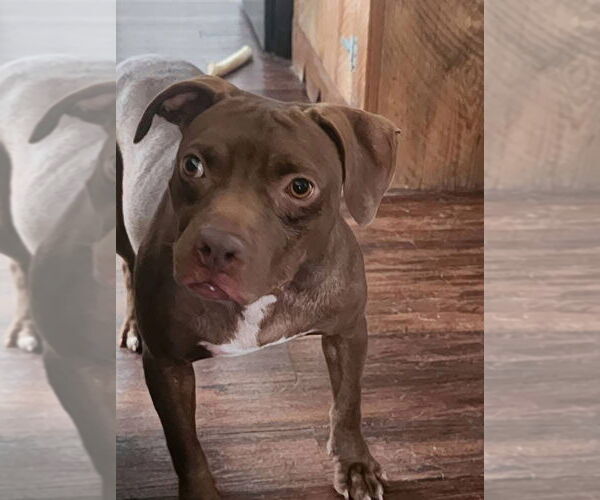 Medium Photo #12 American Pit Bull Terrier-Unknown Mix Puppy For Sale in Oakhurst, NJ, USA