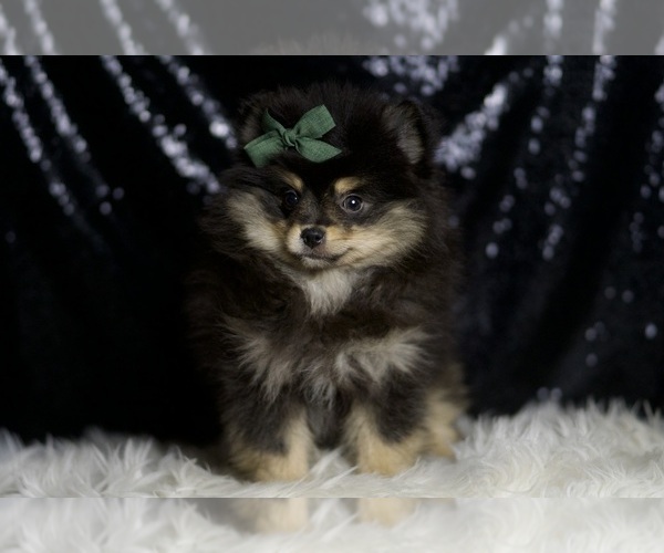 Medium Photo #5 Pomeranian Puppy For Sale in WARSAW, IN, USA