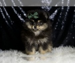 Small #4 Pomeranian