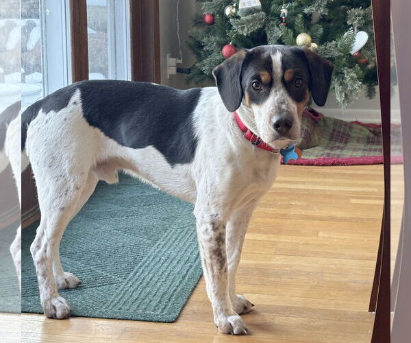 Medium Photo #2 Beagle-Unknown Mix Puppy For Sale in Minneapolis, MN, USA